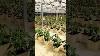 Maximizing Yields With Commercial Greenhouses And Lyine Dutch Bucket Systems Hydroponicsystem