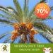 Medina Date Tree Organic Seeds, 10 Count Medina Date Tree Seed, Date Plant For Garden And Pot, Non-gmo Heirloom, Open Pollination