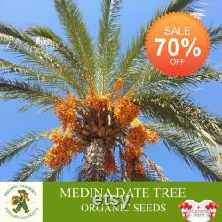 Medina Date Tree Organic Seeds, 10 Count Medina Date Tree Seed, Date Plant for Garden and Pot, Non-GMO Heirloom, Open Pollination