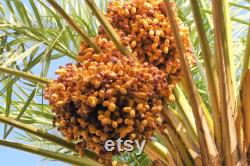 Medina Date Tree Organic Seeds, 10 Count Medina Date Tree Seed, Date Plant for Garden and Pot, Non-GMO Heirloom, Open Pollination