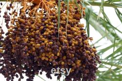 Medina Date Tree Organic Seeds, 10 Count Medina Date Tree Seed, Date Plant for Garden and Pot, Non-GMO Heirloom, Open Pollination