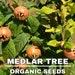 Medlar Tree Organic Seeds, 10 Count, Medlar Fruit Seed, Home Gardening, High Germination, For Garden And Pot, Non-gmo Heirloom