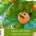 Medlar Tree Organic Seeds, 10 Count Medlar Tree Seed, Medlar Fruit Plant For Pot And Garden, Non-gmo Heirloom, Open Pollination