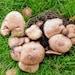 Medusa Mushroom Liquid Culture Agaricus Bohusii