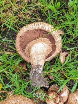 Medusa Mushroom Liquid Culture Agaricus bohusii