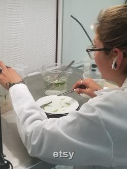 Microclone Advanced Tissue Culture Kit