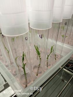 Microclone Advanced Tissue Culture Kit