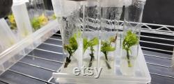 Microclone Advanced Tissue Culture Kit