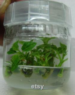 Microclone Plant Tissue Culture Kit-Clones Store Genetics Remove Disease Shipping