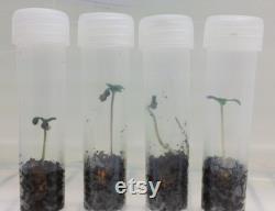 Microclone Plant Tissue Culture Seed Starting Kit-Germinate Valuable, Old, and At-risk Seeds
