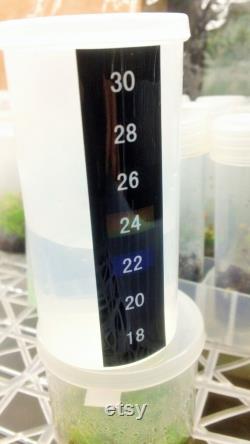 Microclone Plant Tissue Culture Seed Starting Kit-Germinate Valuable, Old, and At-risk Seeds