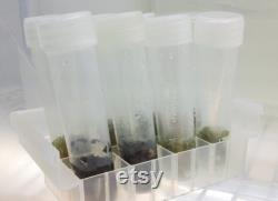 Microclone Plant Tissue Culture Seed Starting Kit-Germinate Valuable, Old, and At-risk Seeds