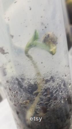 Microclone Plant Tissue Culture Seed Starting Kit-Germinate Valuable, Old, and At-risk Seeds