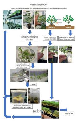 Microclone cannabis tissue culture kit cloning storage clean micropropagation TC