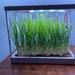 Microgreen Desktop Garden Kit Grow Tray With Grow Light, Timer, Seeds, And Grow Medium