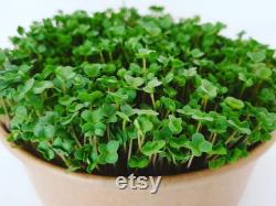 Microgreen Grow Kit Micro Power