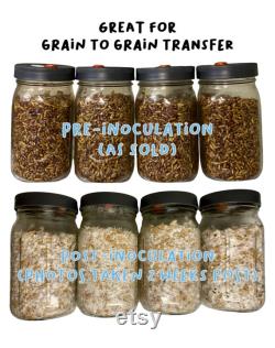 Milo 'n' Whole Oats Grain Jars for Gourmet or Medicinal Mushroom Spawn, Grain to Grain Transfers, Sterile Quart Wide Mouth 8 Pack