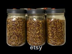 Milo 'n' Whole Oats Grain Jars for Gourmet or Medicinal Mushroom Spawn, Grain to Grain Transfers, Sterile Quart Wide Mouth 8 Pack