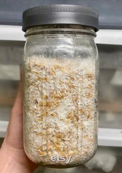 Milo 'n' Whole Oats Grain Jars for Gourmet or Medicinal Mushroom Spawn, Grain to Grain Transfers, Sterile Quart Wide Mouth 8 Pack