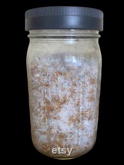 Milo 'n' Whole Oats Grain Jars for Gourmet or Medicinal Mushroom Spawn, Grain to Grain Transfers, Sterile Quart Wide Mouth 8 Pack