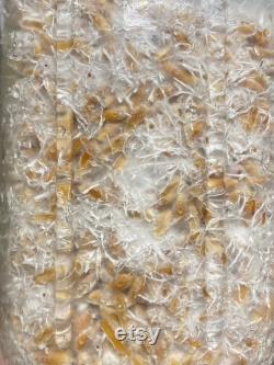 Milo 'n' Whole Oats Grain Jars for Gourmet or Medicinal Mushroom Spawn, Grain to Grain Transfers, Sterile Quart Wide Mouth 8 Pack