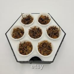 Modular Seed Starter Tray with Optional Grow Light