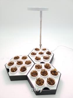 Modular Seed Starter Tray with Optional Grow Light