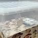 Monotub 45l Empty Mushroom Fruiting Box. Max Yield. Mushroom Grow Kit Uk