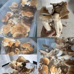 Monotub Starter Kit Bundle Monotub Grains CVG Inj Port Agar Cups Micropore Tape