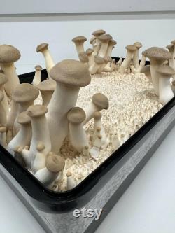 Monotub kit for Growing mushrooms- Max Yield Bin