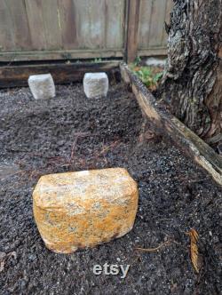 Morel Growing Kit Spawn Kit for Outdoor Bed Great Gift Idea