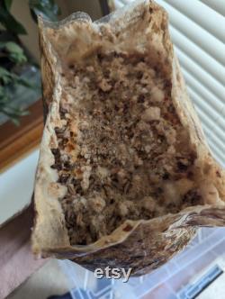 Morel Growing Kit Spawn Kit for Outdoor Bed Great Gift Idea
