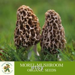 Morel Mushroom Organic Seeds, 50 Count White Morel Mushroom Seeds, Home Gardening, High Germination, Easy to Grow, Non-GMO Heirloom