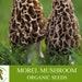 Morel Mushroom Organic Seeds, 50 Count White Morel Mushroom Seeds, Home Gardening, High Germination, Easy To Grow, Non-gmo Heirloom