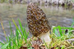 Morel Mushroom Organic Seeds, 50 Count White Morel Mushroom Seeds, Home Gardening, High Germination, Easy to Grow, Non-GMO Heirloom