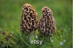 Morel Mushroom Organic Seeds, 50 Count White Morel Mushroom Seeds, Home Gardening, High Germination, Easy to Grow, Non-GMO Heirloom