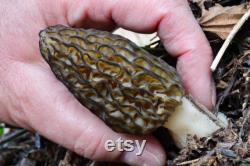 Morel Mushroom Organic Seeds, 50 Count White Morel Mushroom Seeds, Home Gardening, High Germination, Easy to Grow, Non-GMO Heirloom