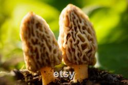 Morel Mushroom Organic Seeds, 50 Count White Morel Mushroom Seeds, Home Gardening, High Germination, Easy to Grow, Non-GMO Heirloom