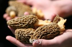 Morel Mushroom Organic Seeds, 50 Count White Morel Mushroom Seeds, Home Gardening, High Germination, Easy to Grow, Non-GMO Heirloom