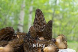 Morel Mushroom Organic Seeds, 50 Count White Morel Mushroom Seeds, Home Gardening, High Germination, Easy to Grow, Non-GMO Heirloom