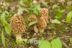 Morel Mushroom Organic Seeds, 50 Count White Morel Mushroom Seeds, Home Gardening, High Germination, Easy to Grow, Non-GMO Heirloom