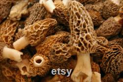 Morel Mushroom Organic Seeds, 50 Count White Morel Mushroom Seeds, Home Gardening, High Germination, Easy to Grow, Non-GMO Heirloom