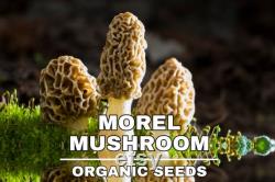 Morel Mushroom Organic Seeds,50 Count White Morel Mushroom Seeds,Morel Mushroom Plant Seed for Garden and Pot,Non-GMO Heirloom,Garden Seeds