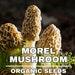 Morel Mushroom Organic Seeds,50 Count White Morel Mushroom Seeds,morel Mushroom Plant Seed For Garden And Pot,non-gmo Heirloom,garden Seeds