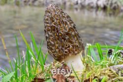 Morel Mushroom Organic Seeds,50 Count White Morel Mushroom Seeds,Morel Mushroom Plant Seed for Garden and Pot,Non-GMO Heirloom,Garden Seeds