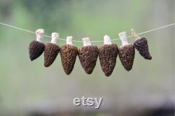 Morel Mushroom Organic Seeds,50 Count White Morel Mushroom Seeds,Morel Mushroom Plant Seed for Garden and Pot,Non-GMO Heirloom,Garden Seeds