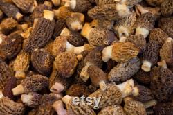Morel Mushroom Organic Seeds,50 Count White Morel Mushroom Seeds,Morel Mushroom Plant Seed for Garden and Pot,Non-GMO Heirloom,Garden Seeds