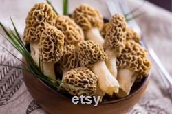 Morel Mushroom Organic Seeds,50 Count White Morel Mushroom Seeds,Morel Mushroom Plant Seed for Garden and Pot,Non-GMO Heirloom,Garden Seeds