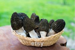 Morel Mushroom Organic Seeds,50 Count White Morel Mushroom Seeds,Morel Mushroom Plant Seed for Garden and Pot,Non-GMO Heirloom,Garden Seeds