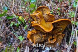 Mushroom Culture SLANT COLLECTION PREORDER Full library of 26 species (29 varieties) Shiitake, Lion's Mane, Reishi, and other rarities